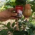 紫昙蜜莲雾（黑糖芭比），一件代发，个大，脆甜，无渣。