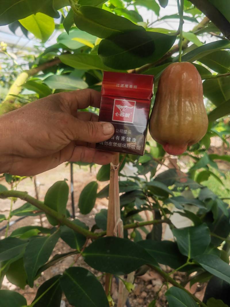 紫昙蜜莲雾（黑糖芭比），一件代发，个大，脆甜，无渣。