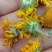 旋覆花，旋腹花，鲜货，干货！