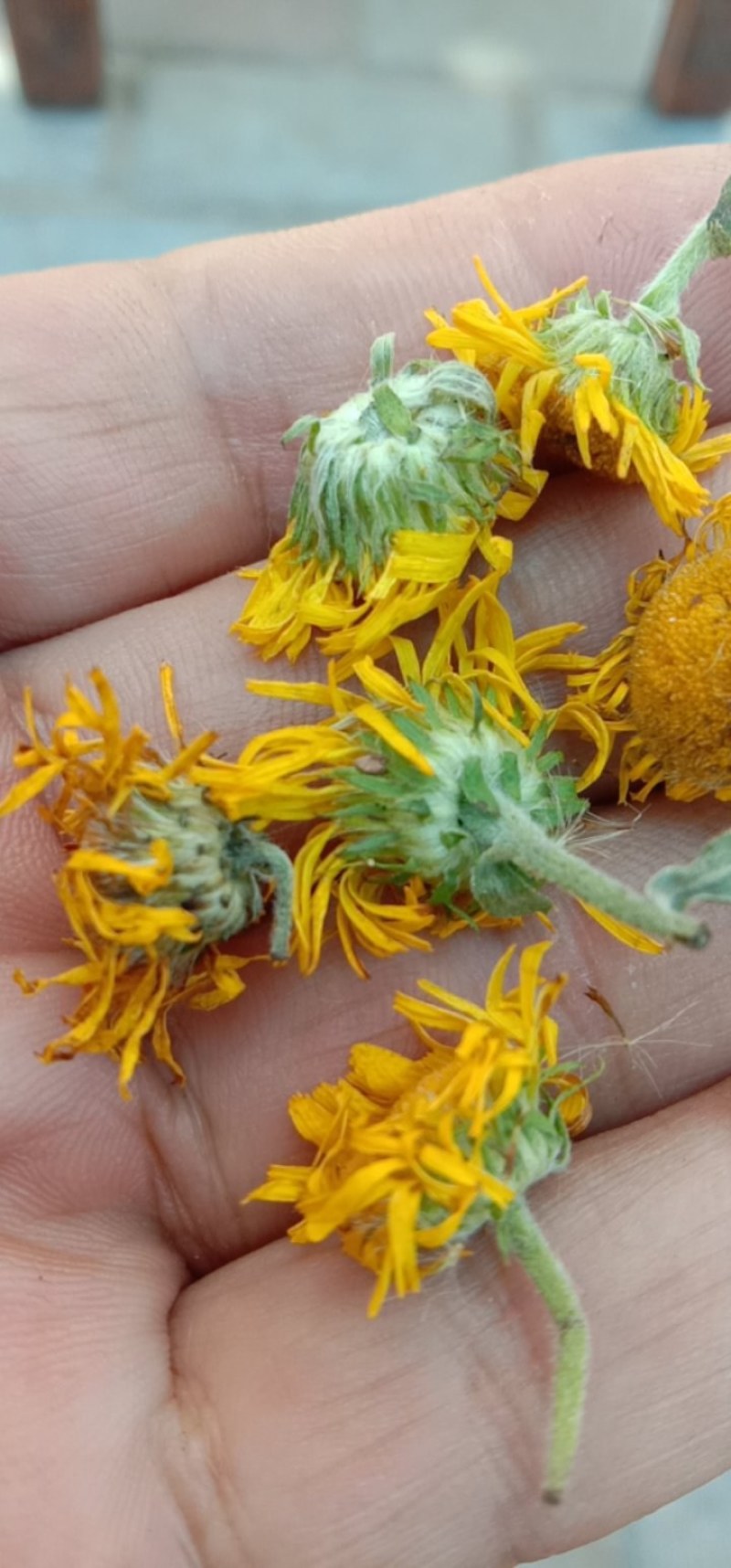 旋覆花，旋腹花，鲜货，干货！