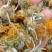 旋覆花，旋腹花，鲜货，干货！