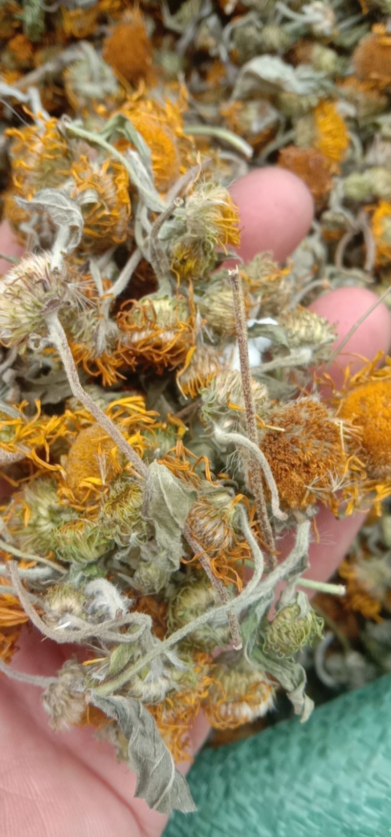 旋覆花，旋腹花，鲜货，干货！