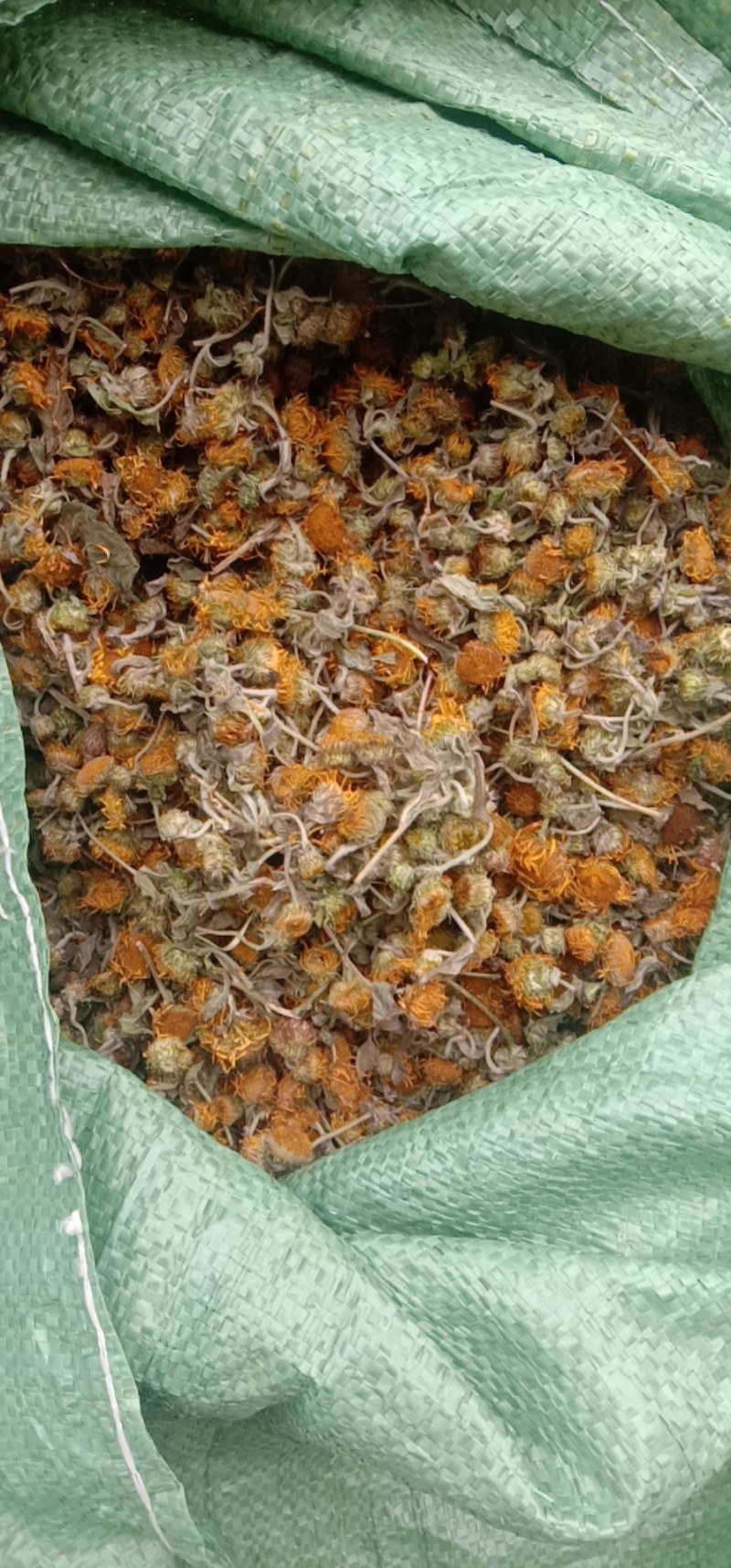 旋覆花，旋腹花，鲜货，干货！