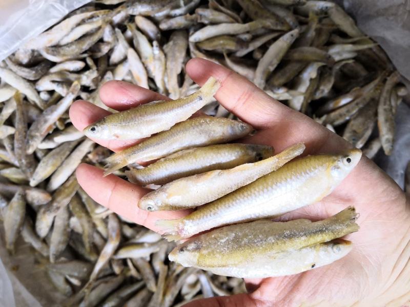 新鲜单冻麦穗鱼散冻麦穗鱼345678公分冷冻麦穗鱼