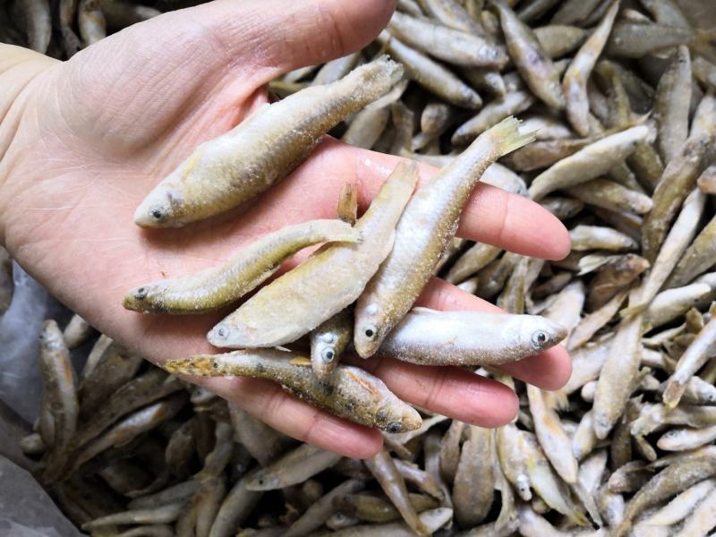新鲜单冻麦穗鱼散冻麦穗鱼345678公分冷冻麦穗鱼