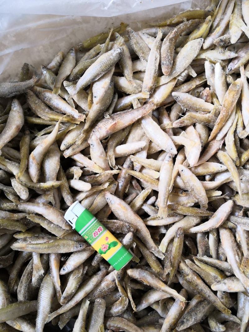 新鲜单冻麦穗鱼散冻麦穗鱼345678公分冷冻麦穗鱼