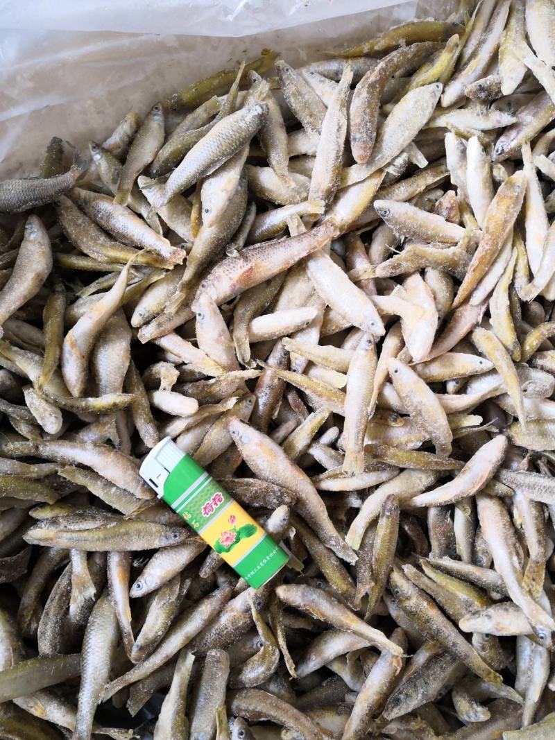 新鲜单冻麦穗鱼散冻麦穗鱼345678公分冷冻麦穗鱼