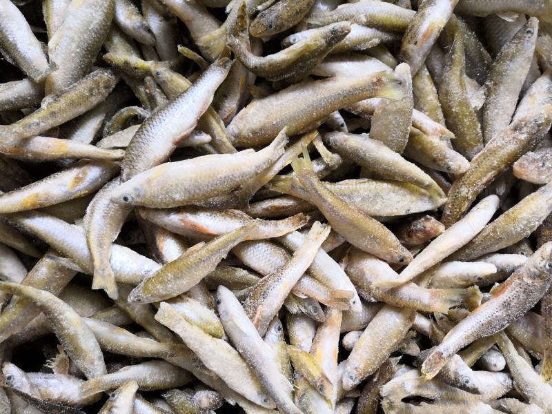 新鲜单冻麦穗鱼散冻麦穗鱼345678公分冷冻麦穗鱼