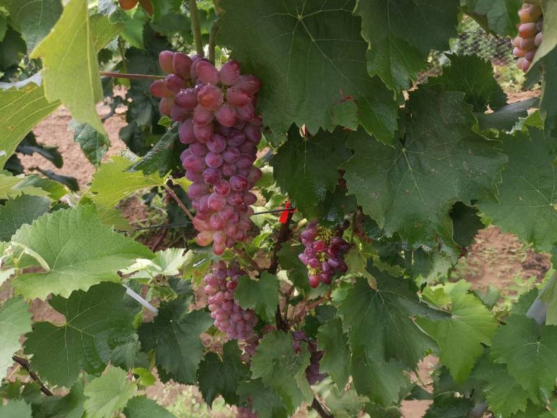 产地发货，托克托县郝家窑，葡萄种植基地，茉莉香露地葡萄