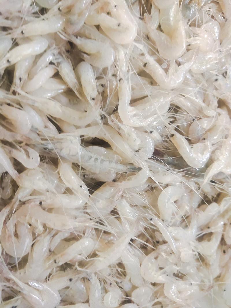 鲜活冷冻白米虾板冻秀丽白虾2-3公分白河虾