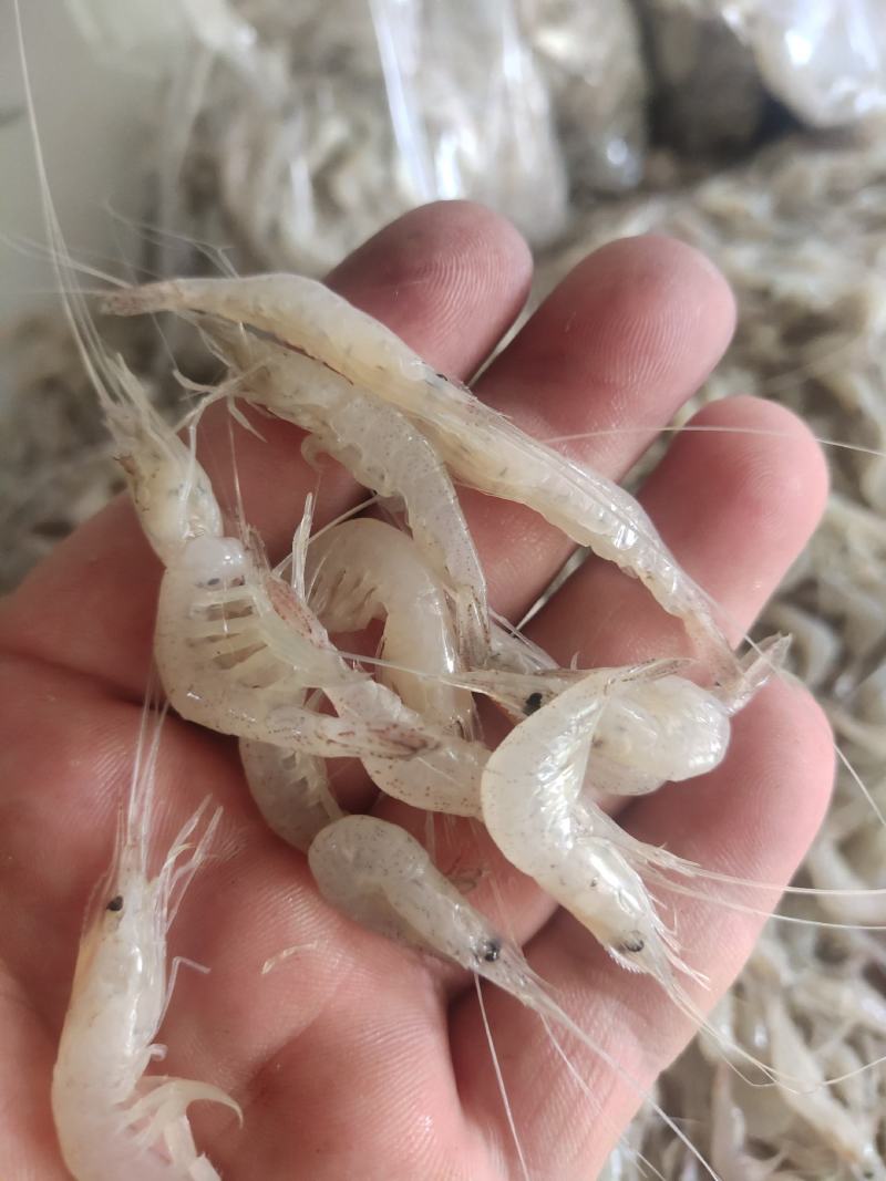 鲜活冷冻白米虾板冻秀丽白虾2-3公分白河虾