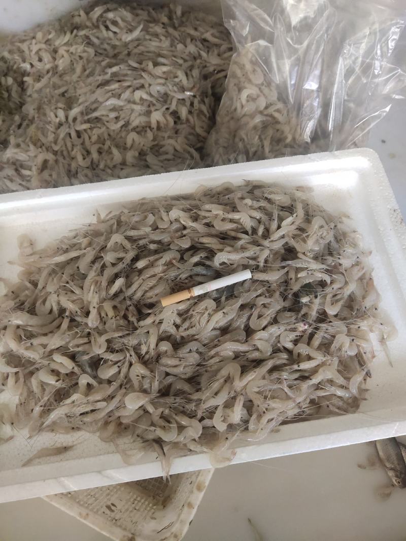 鲜活冷冻白米虾板冻秀丽白虾2-3公分白河虾