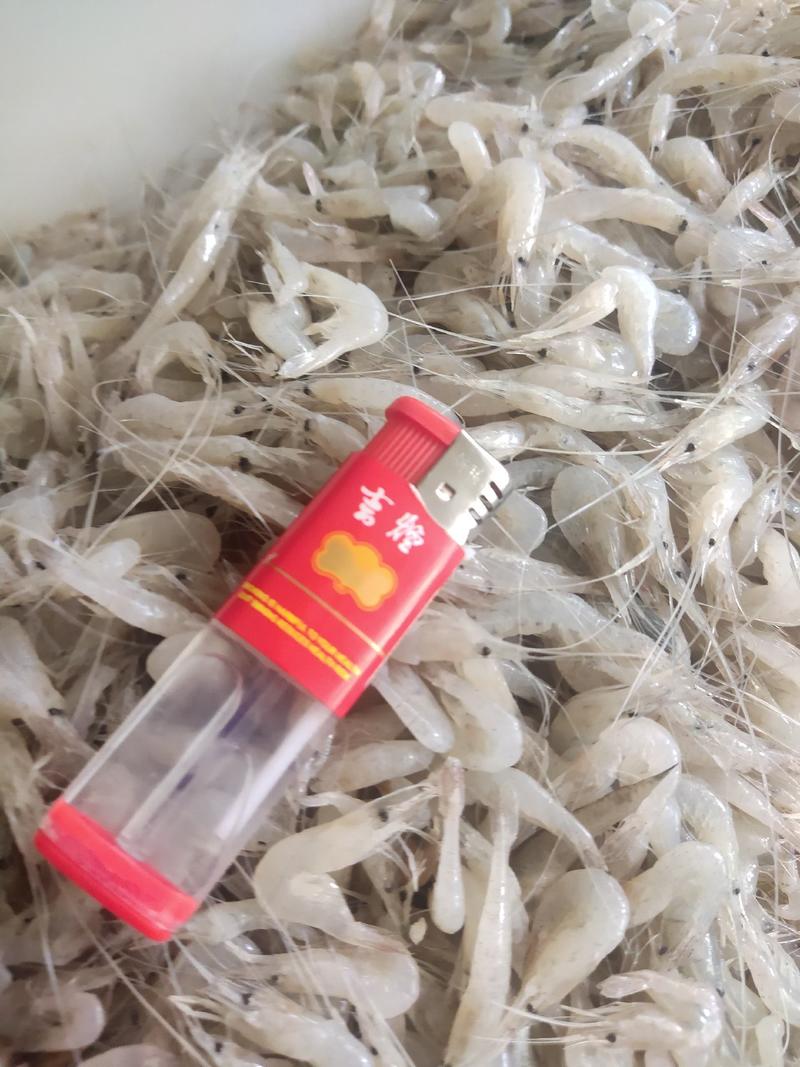 鲜活冷冻白米虾板冻秀丽白虾2-3公分白河虾