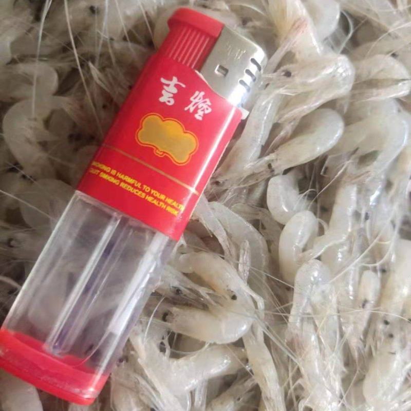 鲜活冷冻白米虾板冻秀丽白虾2-3公分白河虾