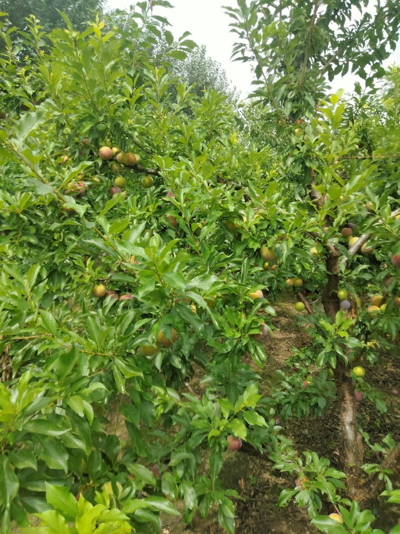 大红袍李子，产地货源口感好，皮薄汁多甜口