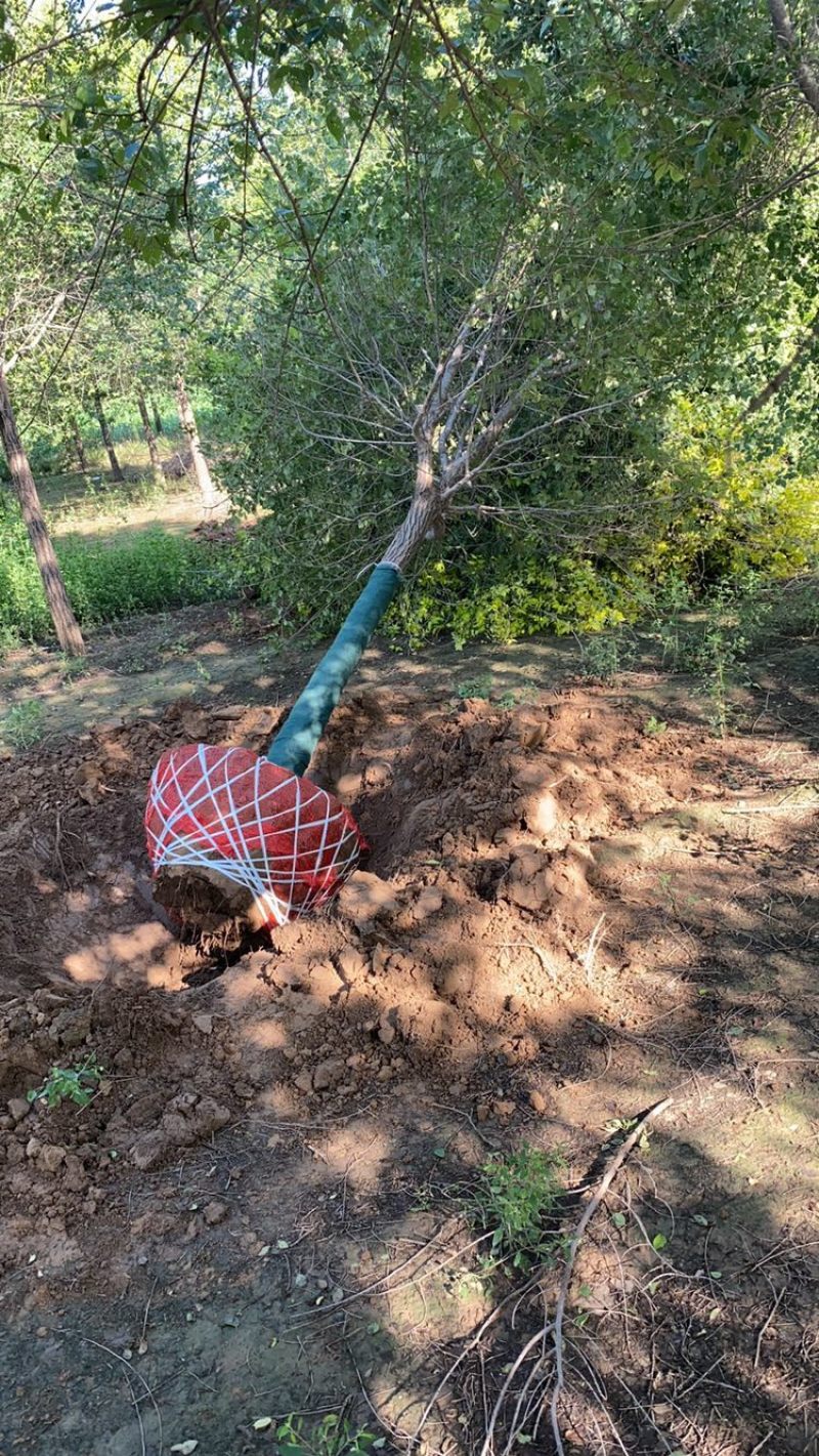 金叶榆—苗圃基地低价处理，10–18公分金叶榆