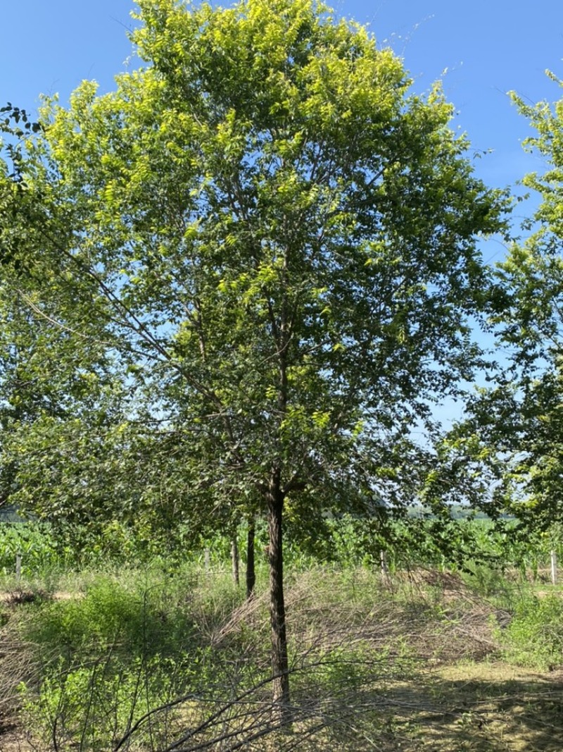 金叶榆—苗圃基地低价处理，10–18公分金叶榆