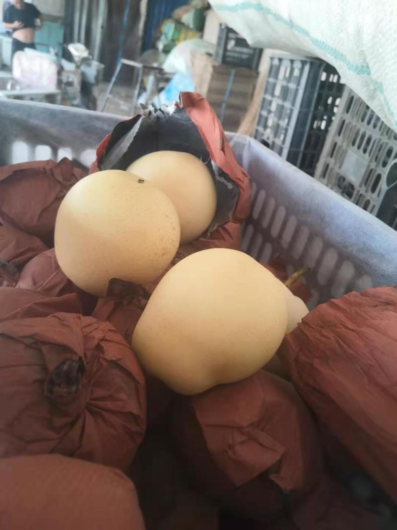 精品皇冠梨