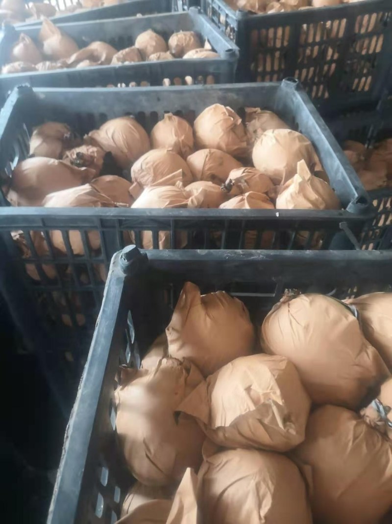 精品皇冠梨