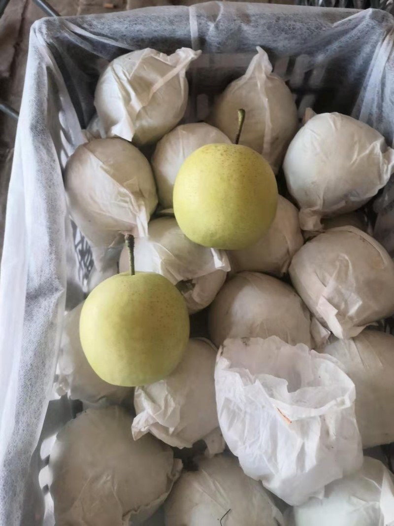 精品皇冠梨