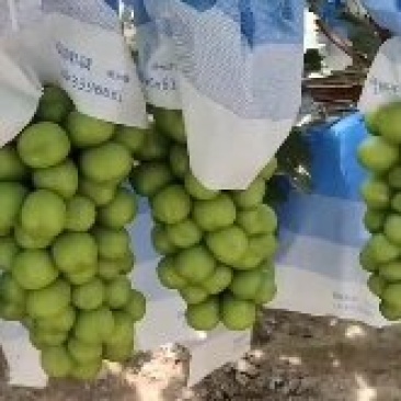 四川西昌市阳光玫瑰蓝宝石克伦生大量上市！