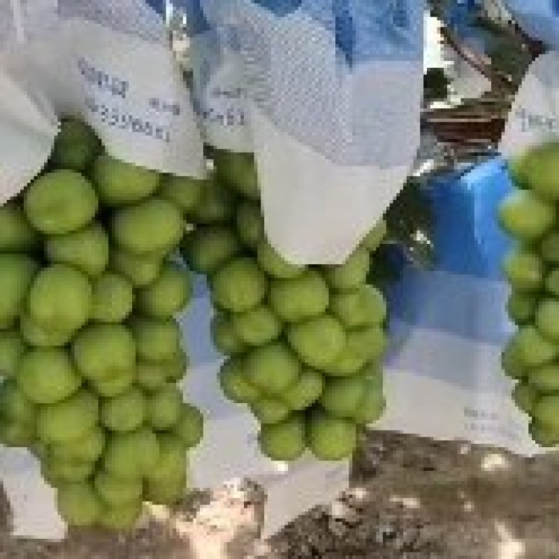 四川西昌市阳光玫瑰蓝宝石克伦生大量上市！