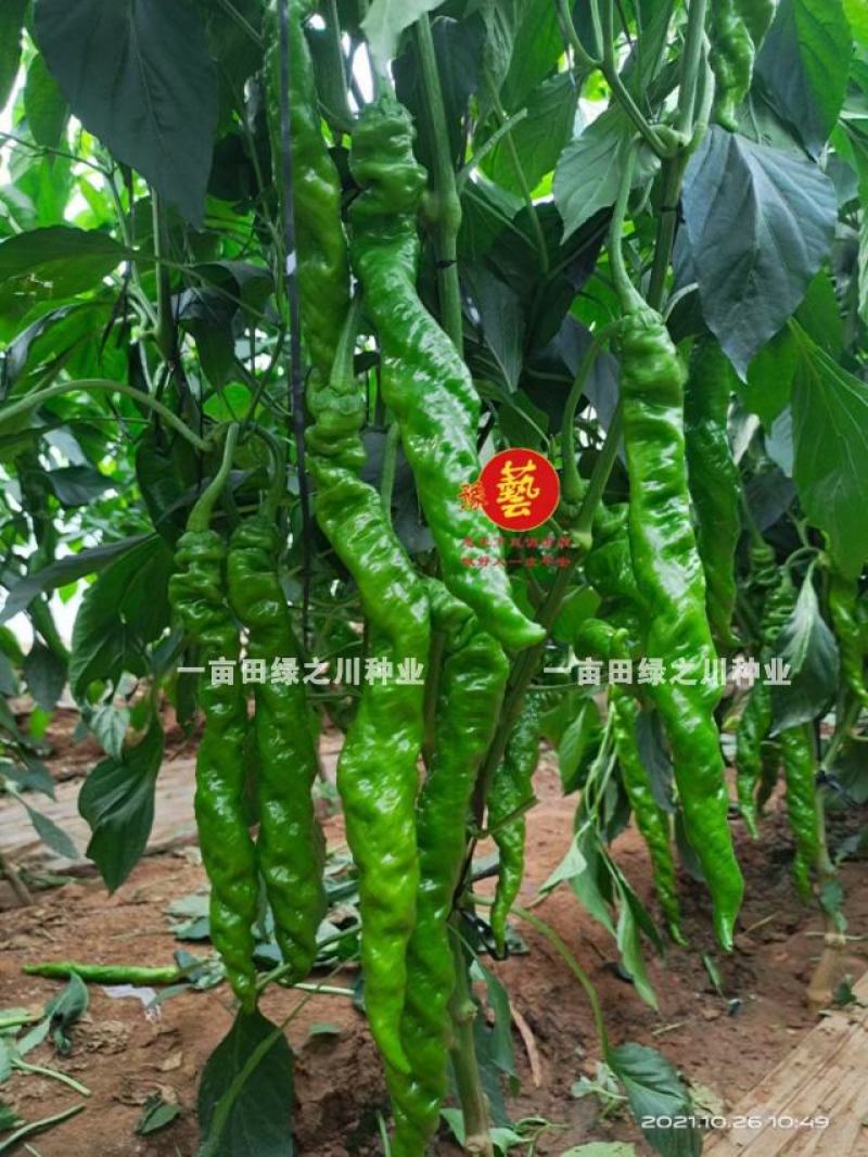 高秧螺丝椒种子真正的大陇椒豫艺大麻花螺丝椒种子全螺型