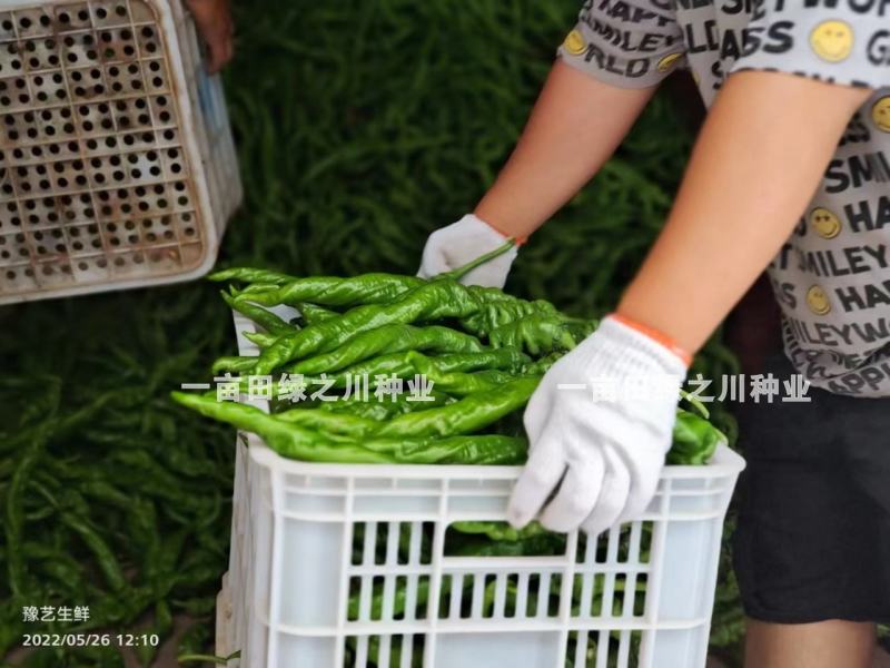 高秧螺丝椒种子真正的大陇椒豫艺大麻花螺丝椒种子全螺型