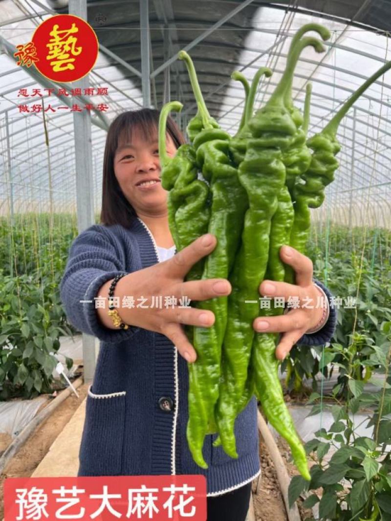 高秧螺丝椒种子真正的大陇椒豫艺大麻花螺丝椒种子全螺型