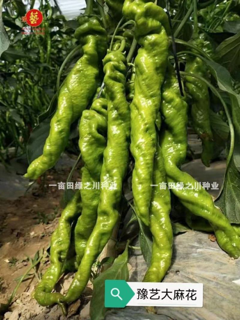 高秧螺丝椒种子真正的大陇椒豫艺大麻花螺丝椒种子全螺型