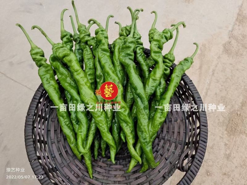 高秧螺丝椒种子真正的大陇椒豫艺大麻花螺丝椒种子全螺型