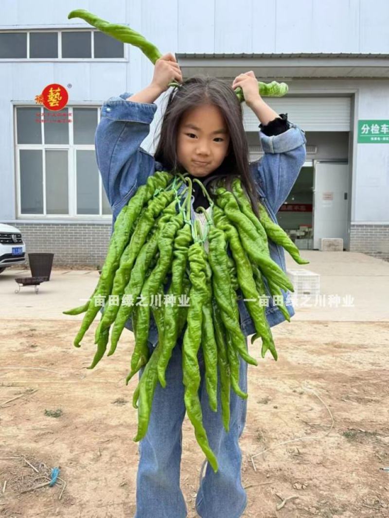 高秧螺丝椒种子真正的大陇椒豫艺大麻花螺丝椒种子全螺型