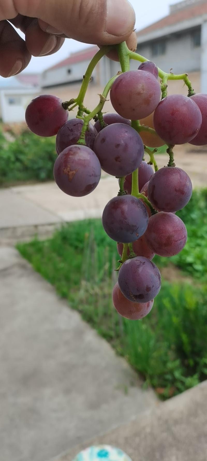 乾县葡萄开园了