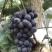 大量种植葡萄，地处胶州市胶北镇，品种：夏黑.615