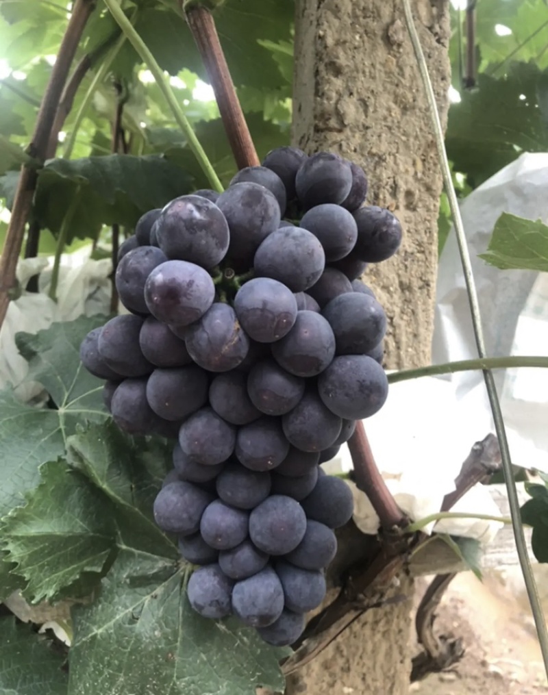 大量种植葡萄，地处胶州市胶北镇，品种：夏黑.615