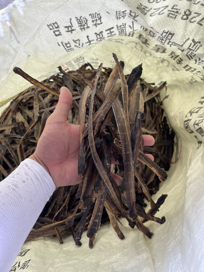 优质广地龙蚯蚓种苗，一手货源，欢迎各位老板订购。大量出售