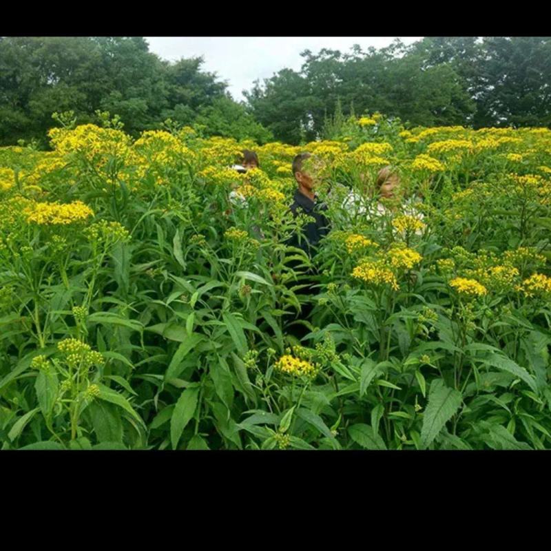 返魂草种植基地自家种植自产自销大量批发