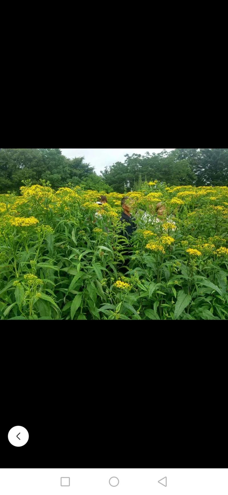 返魂草种植基地自家种植自产自销大量批发