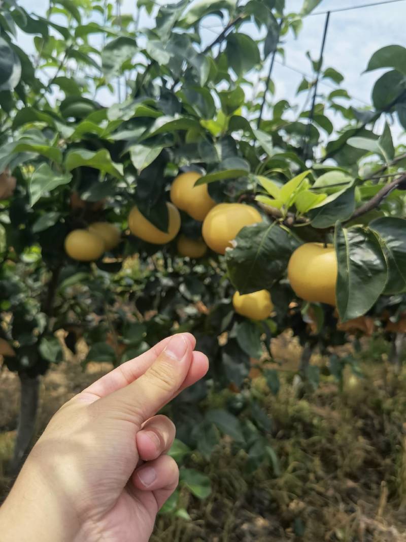 纯正秋月梨，纯甜无酸，入口化渣，支持一件代发，喜欢吃秋月
