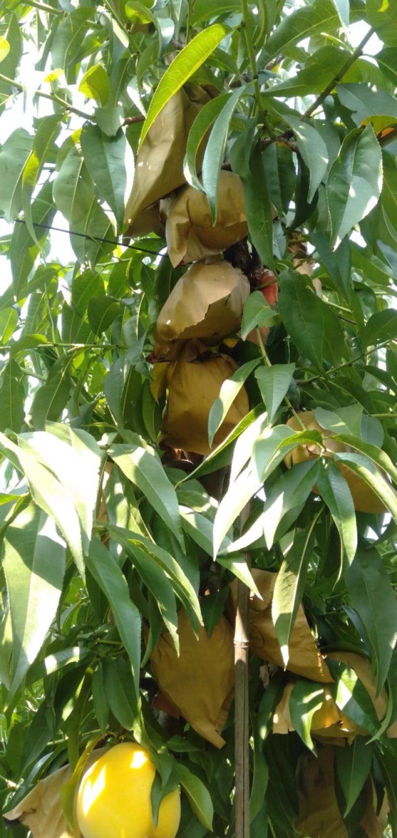 山西临猗水果，毛桃基地黄金蜜桃大量上市，含糖量高，硬度好