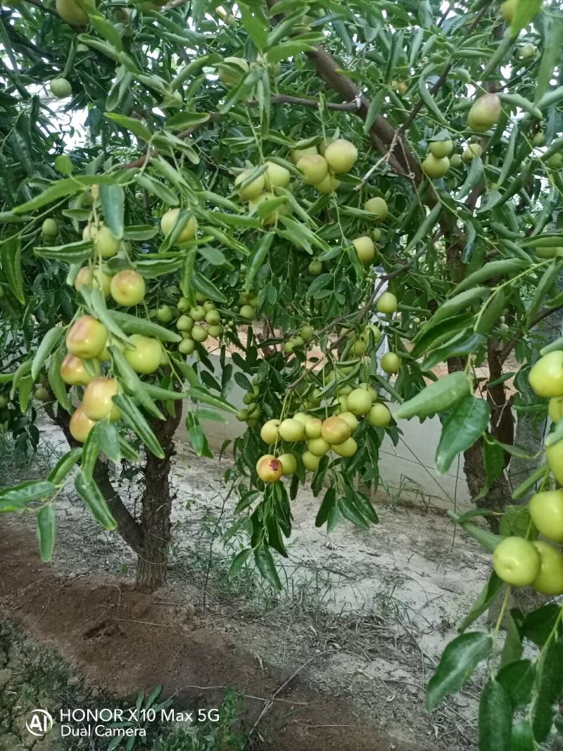 冬枣