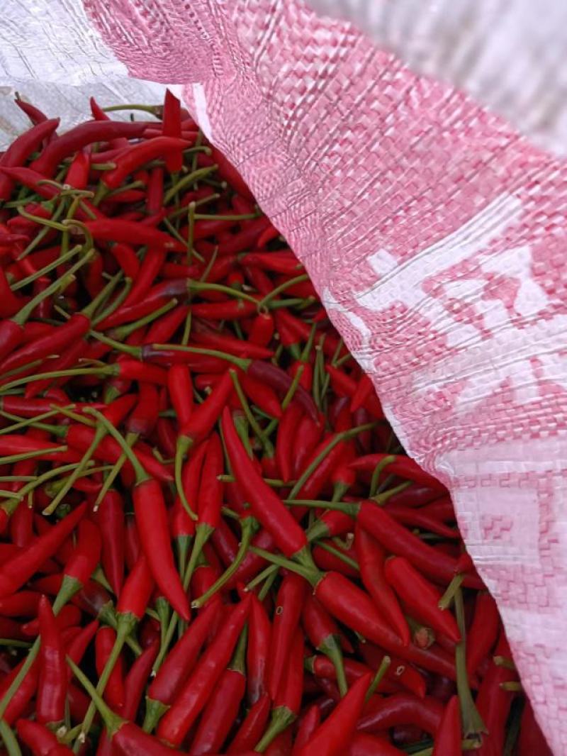 贵州安顺小米椒大量现货供应