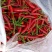 贵州安顺小米椒大量现货供应