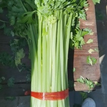 甘肃高原夏菜定西毛芹，叶片绿，杆子亮，可长期供货