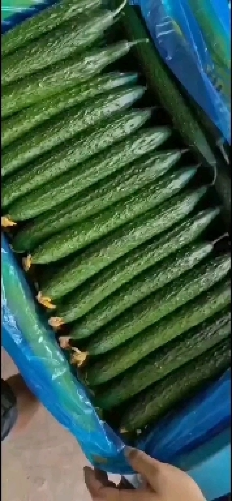 聊城密刺黄瓜大量上市，颜色绿，欢迎各位老板前来