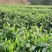 找茶叶合伙人高山茶红茶绿茶龙井