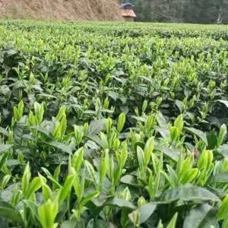 找茶叶合伙人高山茶红茶绿茶龙井