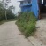找茶叶合伙人高山茶红茶绿茶龙井