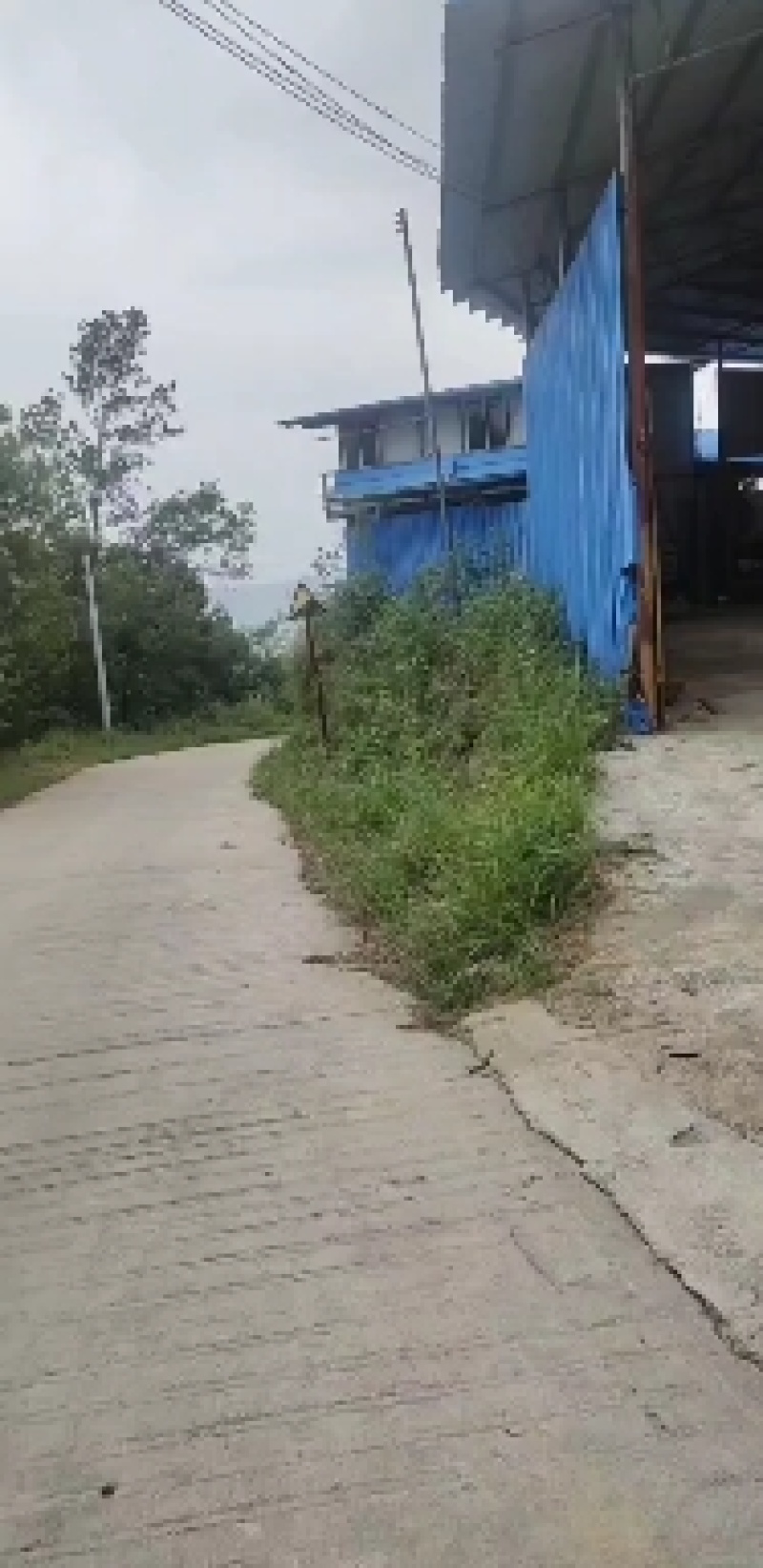 找茶叶合伙人高山茶红茶绿茶龙井
