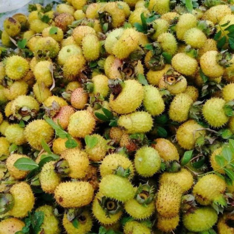 贵州刺梨维C孕妇水果现摘泡酒泡茶新鲜刺梨果原产地